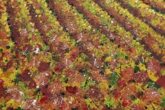 Vignes