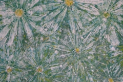 squarelotsdaisys